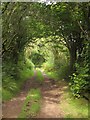 SN8195 : Glyndwr's Way, Nant Fadian valley by Derek Harper