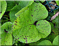 J4080 : Butterbur leaves, Cultra by Albert Bridge