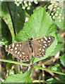 TF9528 : Speckled wood butterfly by Pauline E