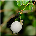 J3470 : Snowberry, Lagan towpath, Belfast by Albert Bridge