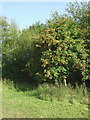 SJ8354 : Rowan tree in Harding's Wood, Staffordshire by Roger  D Kidd