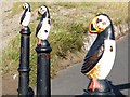 NZ3188 : Puffins galore by David Clark