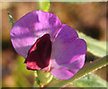 NJ3458 : Broad-leaved Everlasting Pea (Lathyrus latifolius) by Anne Burgess