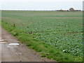 TL3399 : Farmland  near St Peter's Farm, Wisbech Road, Goosetree by Richard Humphrey