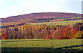  : Strid Wood by John Sparshatt