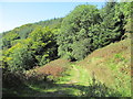 ST2394 : Path in Cwmcarn Forest by John Light