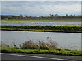 TL2498 : Whittlesey Wash and The River Nene - The Nene Washes by Richard Humphrey