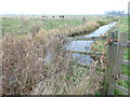 TL2698 : Cattle on Whittlesey Wash - The Nene Washes by Richard Humphrey