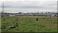 TQ5478 : Cows on Aveley Marshes by Roger Jones