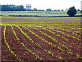 SP2776 : Maize Field near Bockenden Grange  by Nigel Mykura