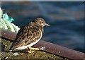 SX9256 : Turnstone, Brixham by Derek Harper