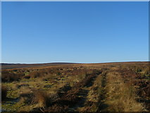  : Track on Blubberhouses Moor near Cote Hill by John Slater