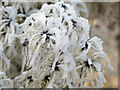 SP9213 : Frost-covered Old Man's Beard by Chris Reynolds