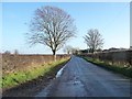 SJ7668 : Roadside trees, Twemlow Lane by Christine Johnstone