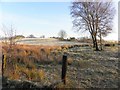 H5474 : Rushes and frosty ground, Drumnakilly by Kenneth  Allen