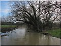 TL4354 : Bourn Brook on the shortest day by John Sutton