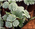 J3268 : Frosty leaves, Minnowburn, Belfast by Albert Bridge