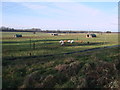 SP0403 : Piglets and windmills, Abbey Home Farm, Burford Road, Cirencester by Vieve Forward