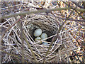 SE7772 : January nest with eggs by Pauline E