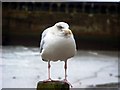 TQ4500 : Herring gull, Newhaven Harbour by nick macneill