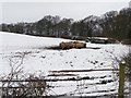 SE2318 : Winter cattle at Foxroyd Shrogg by Christine Johnstone