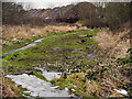 SJ5895 : Mesnes Park, Wetlands Area by David Dixon