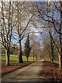 SX8078 : Tree-lined avenue, Parke by Derek Harper