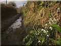 SX7950 : Snowdrops, Washwalk by Derek Harper