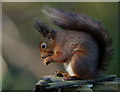 SZ5885 : Alverstone Mead Squirrel by Peter Trimming