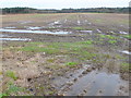 SY8693 : Fields at Lower Woodbury by Nigel Mykura