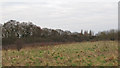 TQ6988 : Meadow in Hoppit Shaw, Langdon Nature Reserve by Roger Jones