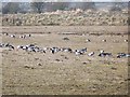 NY0566 : Barnacle Geese at Caerlaverock by Oliver Dixon