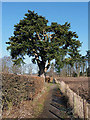 NT6424 : A Spanish Hedgehog Fir (Abies pinsapo) by Walter Baxter