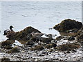 NT9952 : Mallards and Curlew on the river-bank by Barbara Carr