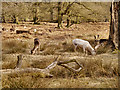 SJ7386 : Deer Grazing at Dunham Massey by David Dixon