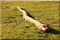 SK9568 : Snake in the grass by Richard Croft