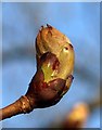 SX9265 : Horse Chestnut bud, Cary Park by Derek Harper