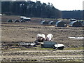 TF8742 : Pig farm in Holkham Park, Norfolk by Richard Humphrey