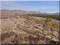 NH2616 : Scots pine on the slopes of Meall Cuileig by Craig Wallace