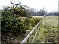 SU0804 : Field Fencing on West Moors. by Nigel Mykura