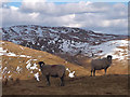 NY4704 : Sheep above Longsleddale by Karl and Ali