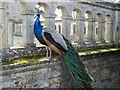 SP9292 : Posing peacock at Kirby Hall by Richard Humphrey