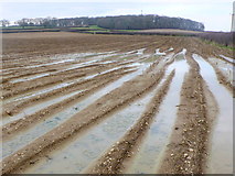  : Waterlogged Fields at Cook's Lane Wood by Nigel Mykura