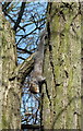 TL9927 : Grey Squirrel (Sciurus carolinensis) by Peter Pearson