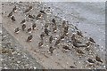 NS2882 : Turnstones at Helensburgh by Lairich Rig