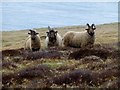 SC1566 : Manx Loaghtan Three Rams by Rude Health 