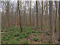 TL7831 : Looking from Pod's Lane, Broaks Wood by Roger Jones