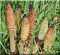 J4892 : Great horsetail ferns, Whitehead by Albert Bridge