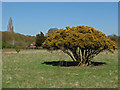 TQ0757 : Sculpted gorse bush by Alan Hunt