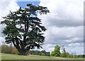 SU6595 : Cedar in Brightwell Park by Graham Horn